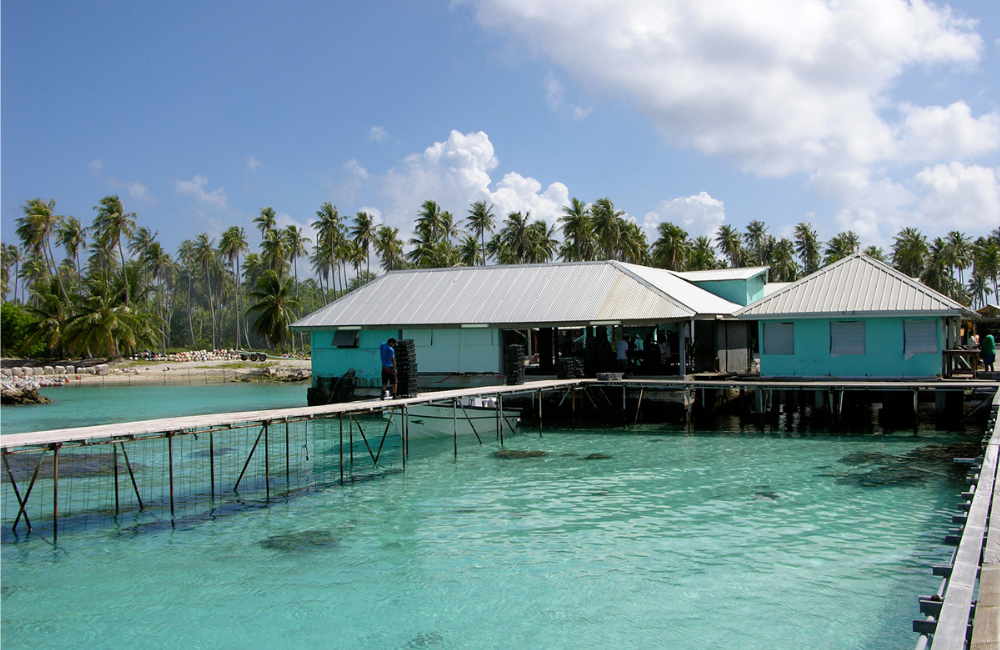 Overwater bungalows with a dock extending into clear blue water, surrounded by palm trees.
